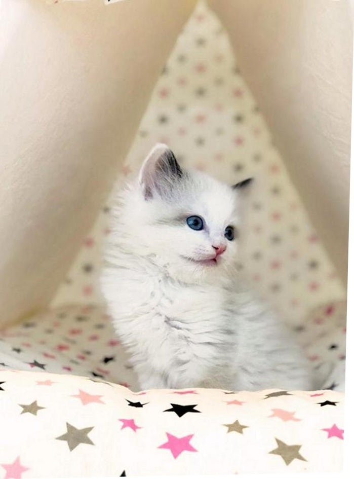 천안 고양이 분양 후 첫 달 준비물과 건강검진 순서