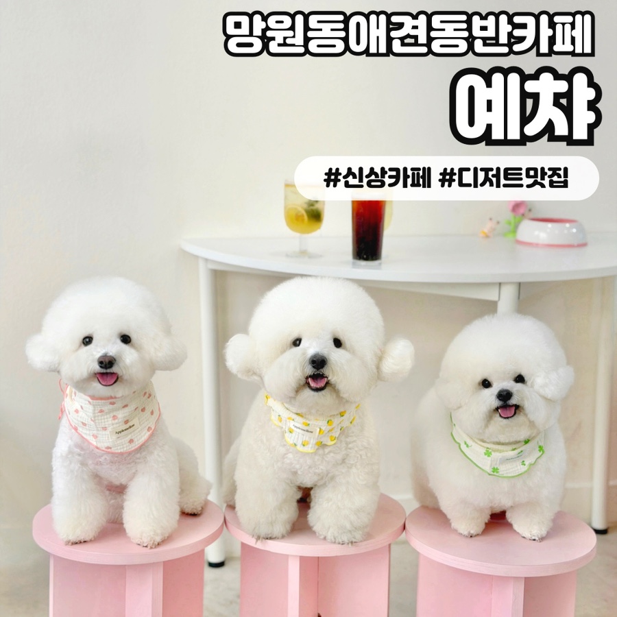 예챠 사진 1
