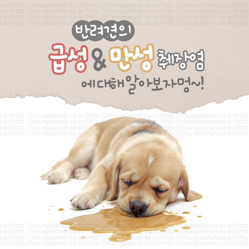 강아지 급성 만성 췌장염 관리 방법