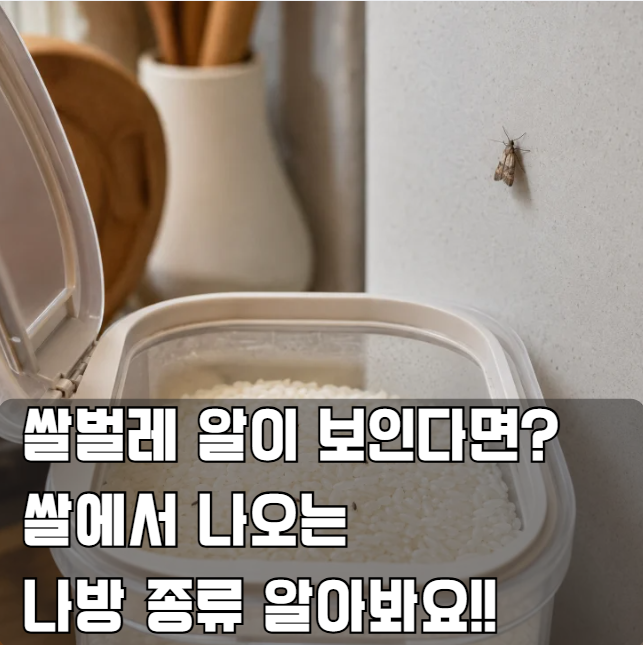 쌀벌레 알이 보인다면? 쌀에서 나오는 나방 종류