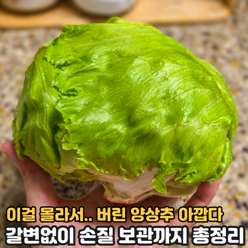 양상추 손질부터 보관까지 갈변없이 2배는 오래 먹는법