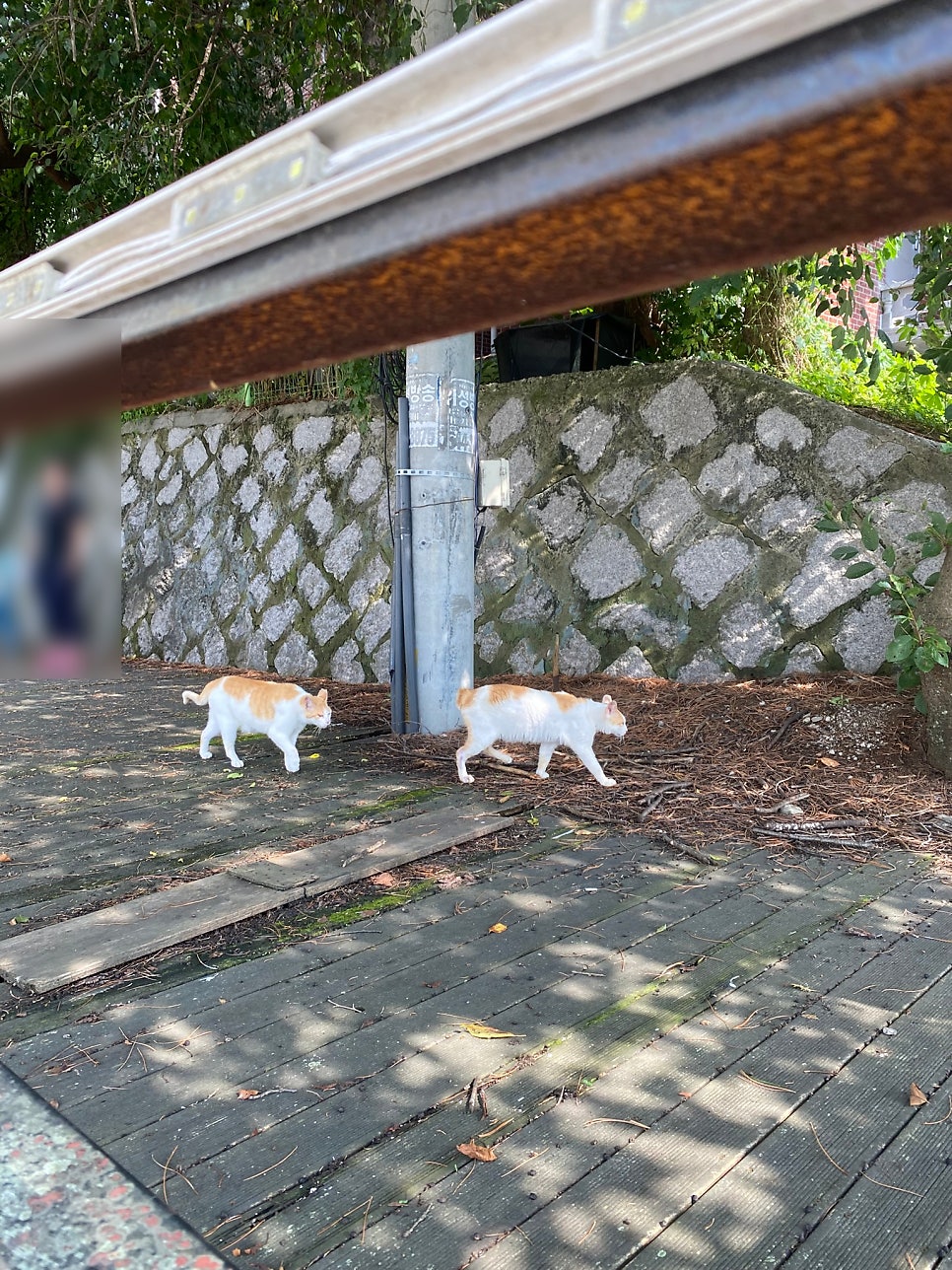 최강해물칼국수 사진 2