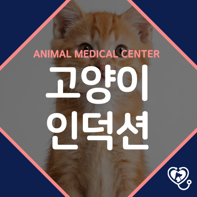 고양이 인덕션 안전커버·버튼 커버 중요한 이유, 방심하면 안 돼요!