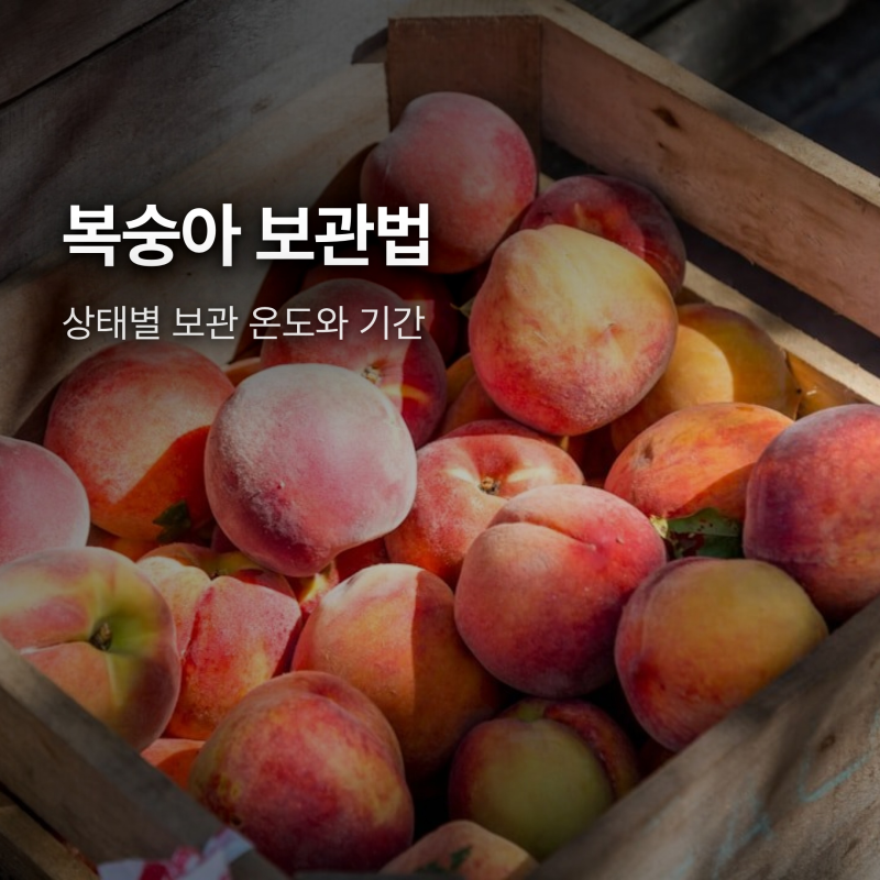 복숭아 보관법, 냉장고에 바로 넣으면 안 되는 이유 - 상태별 보관 온도와 기간