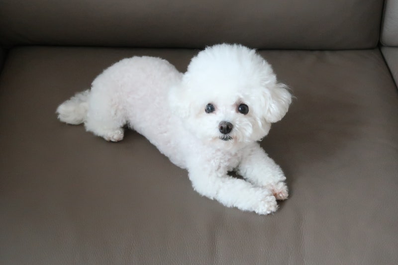 매일매일 켁켁, 강아지 기관지염 증상 및 원인은?