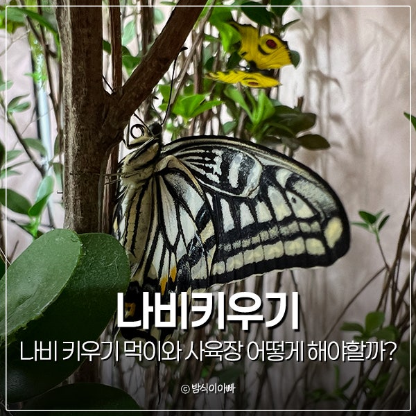 나비 키우기 먹이와 사육장 어떻게 해야할까?
