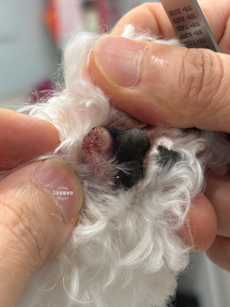 고운동물병원 사진 2