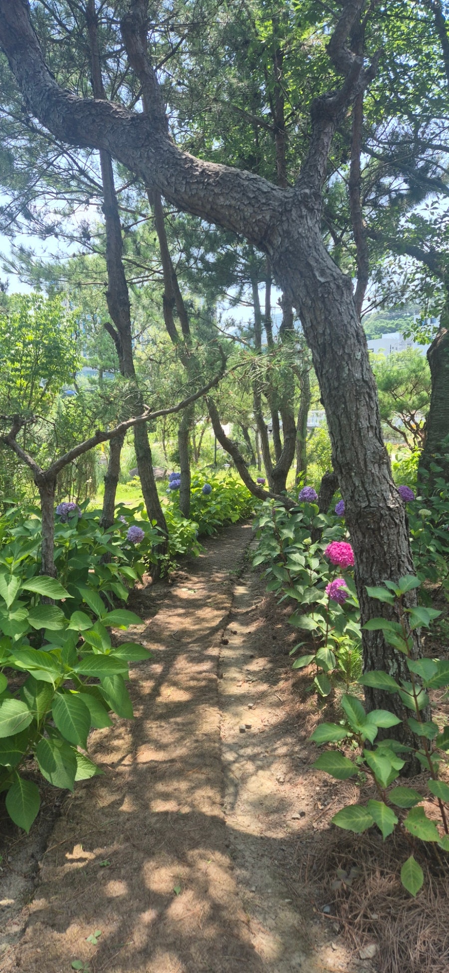 나무야나무야 사진 5