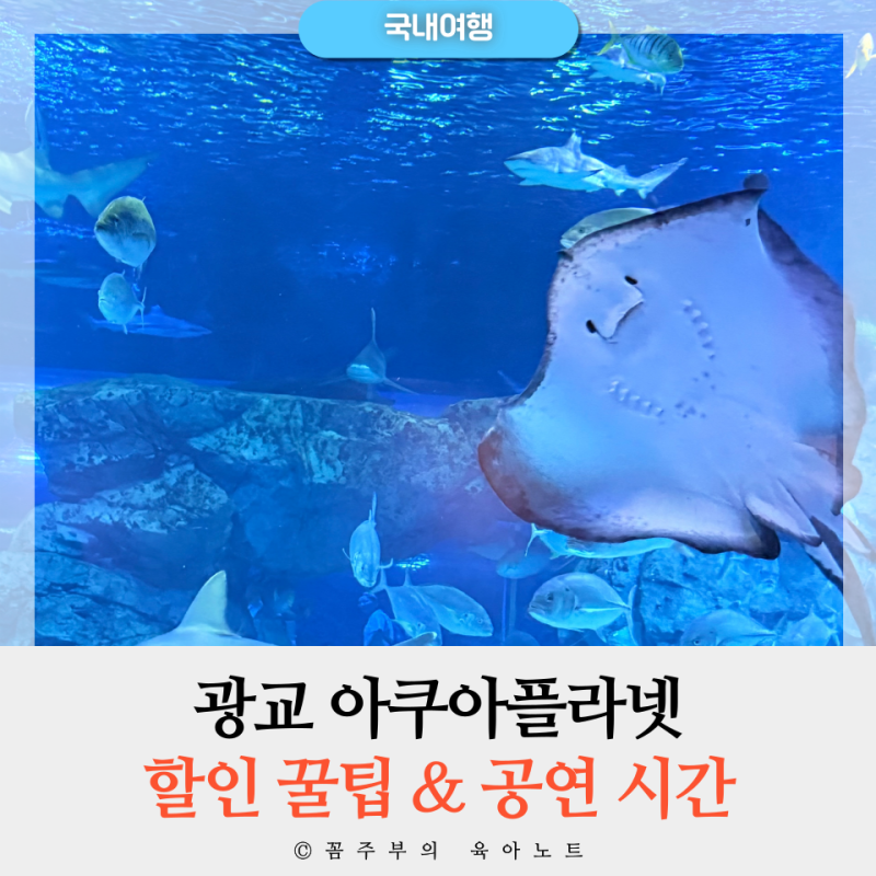 광교 아쿠아플라넷 할인, 공연, 주차장 총정리 | 유모차로 6개월 아기랑 아쿠아리움