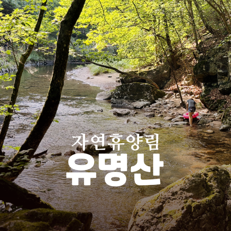서울근교 계곡 여행 가평 유명산자연휴양림 예약성공 숲속의집 58,000원! 최고!