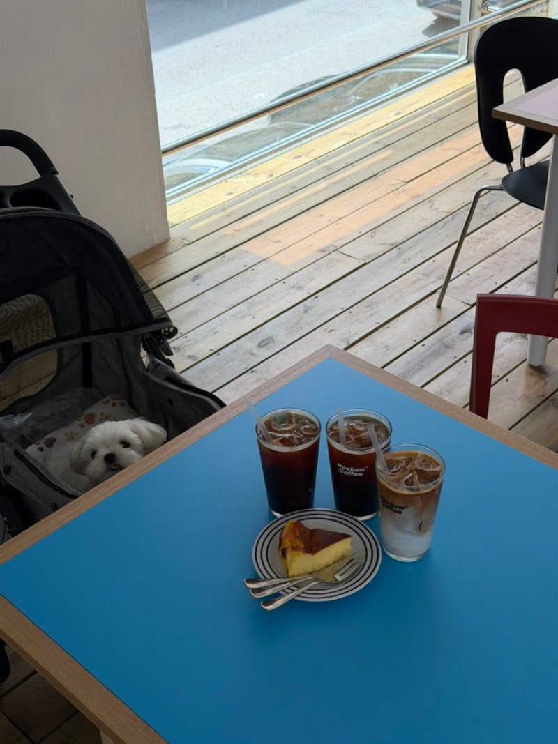[창원] 가로수길 애견동반 맛집 고포리 , 카페 로슈