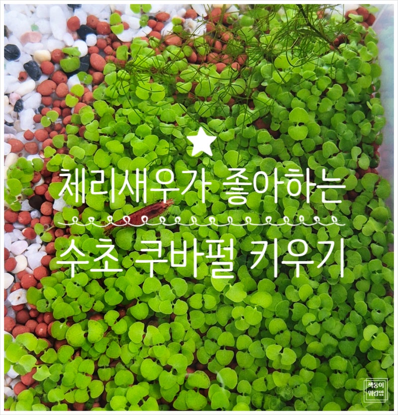 체리새우가 좋아하는 수초 쿠바펄 씨앗 키우기