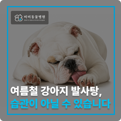 여름철 심해지는 강아지 '발사탕' 습관, 단순 기호 행동 아닌 내과·정형외과적 SOS 신호