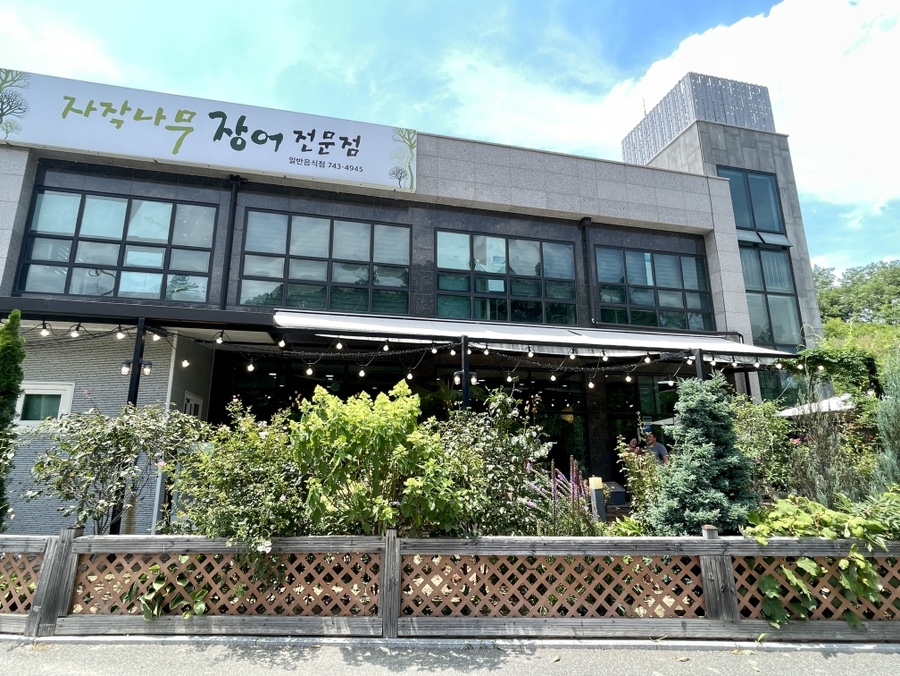 자작나무 사진 2