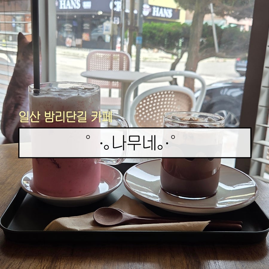 카페나무 사진 1