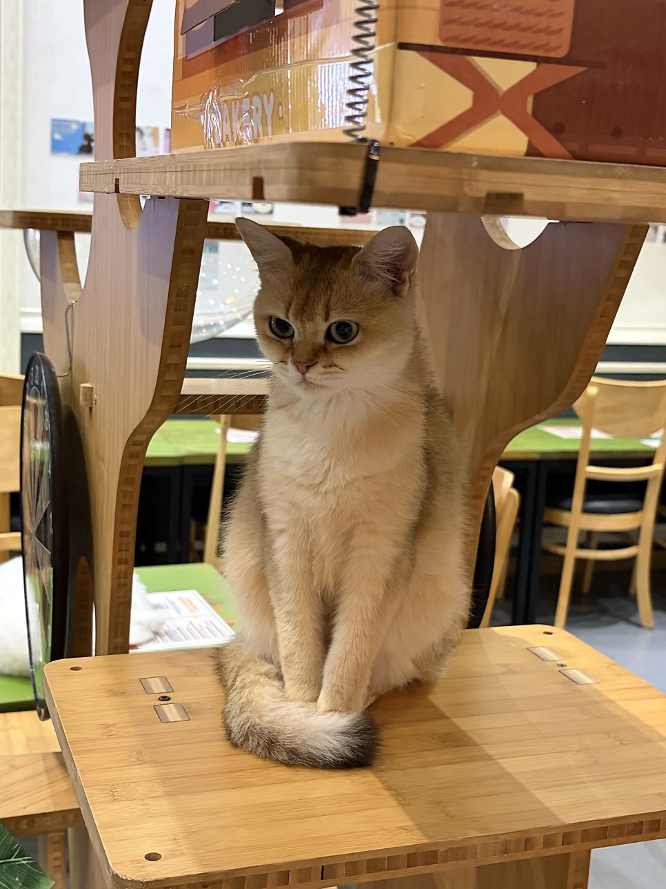 라빈 사진 6
