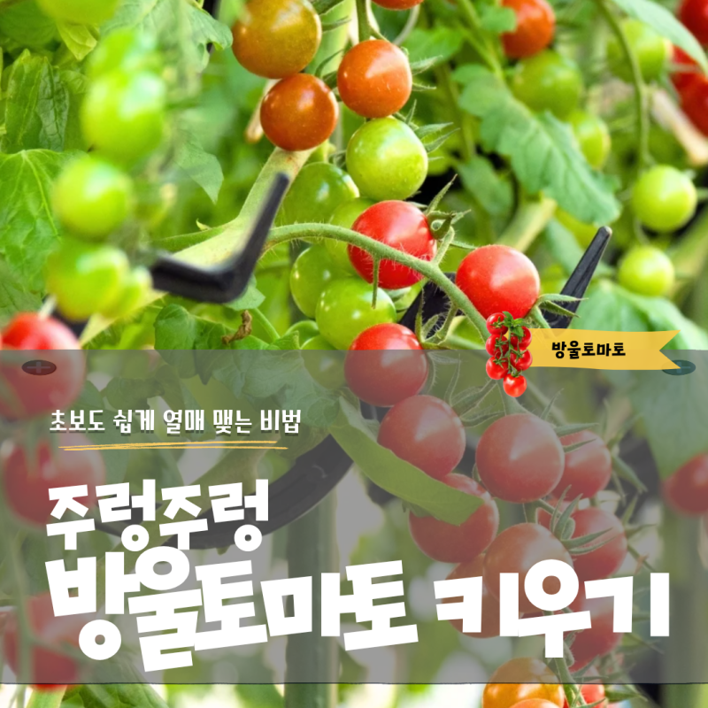 방울토마토 키우기 초보도 쉽게 열매 맺는 비법