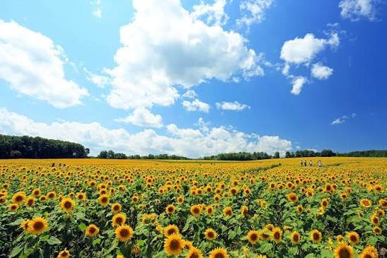 해바라기 사진 5