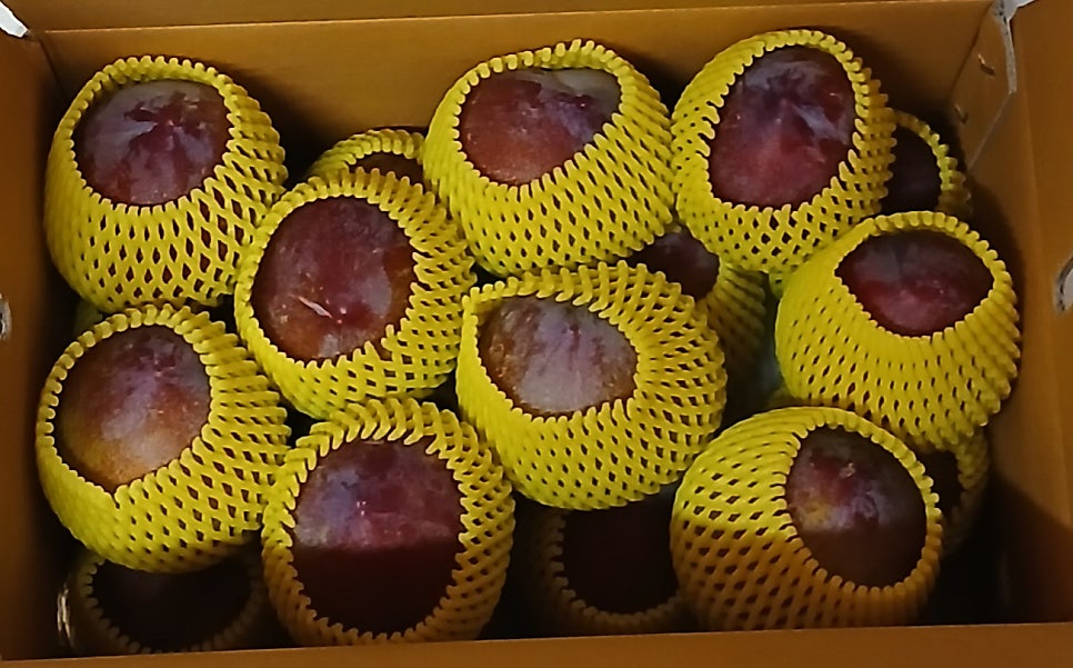알프스 사진 2
