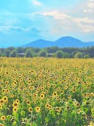 해바라기 사진 6