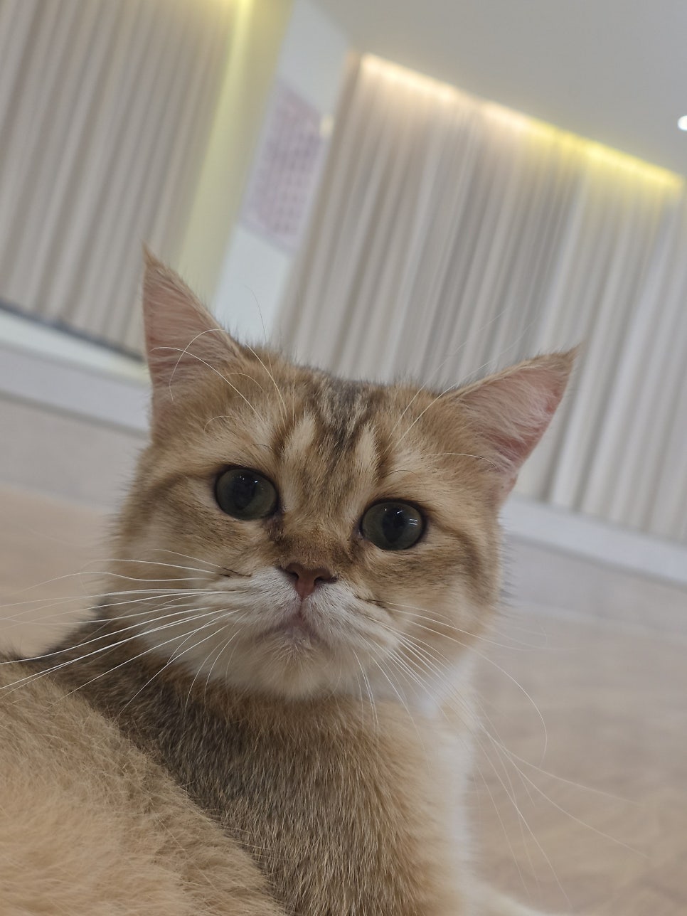 묘해저택 사진 6