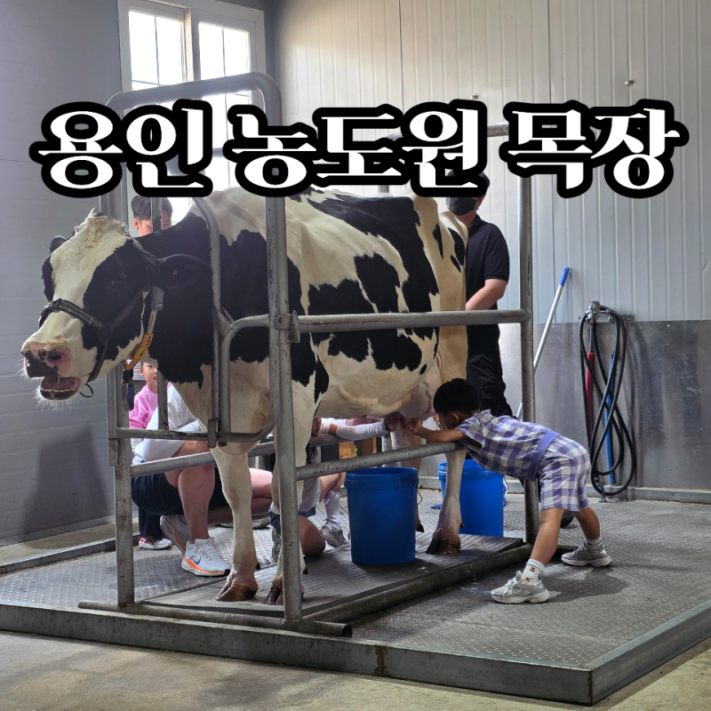 용인 농도원목장 7살 아이와 체험 후기 | 예약방법 준비물 점심 그리고 솔직한 단점