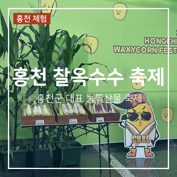 홍천 찰옥수수 축제 기본정보 먹거리 가격 체험 일정 총정리
