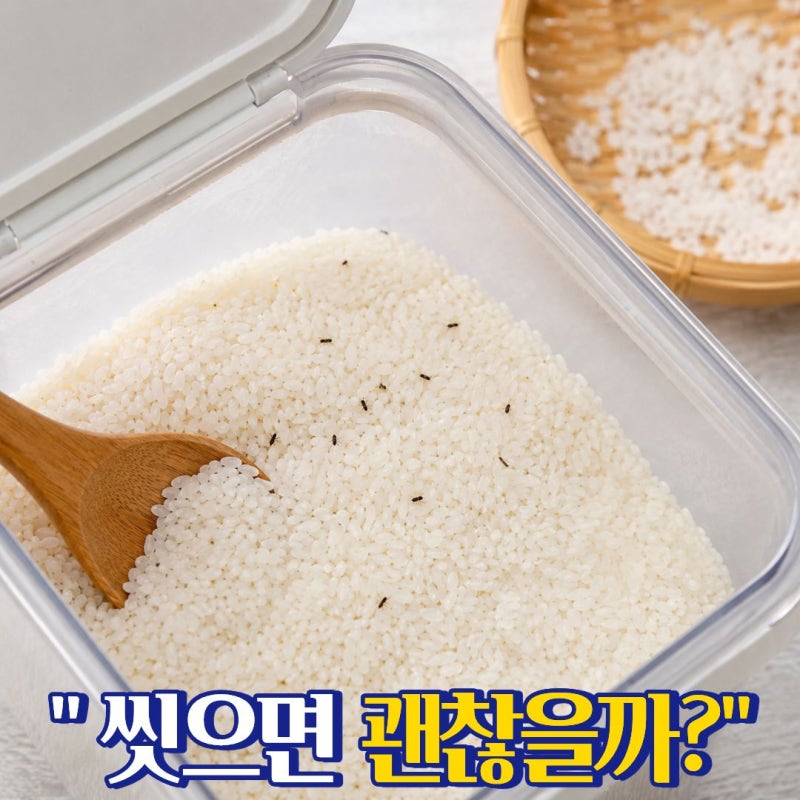 쌀벌레 생긴 쌀 버려야 할까 쌀버리는법과 처리 방법