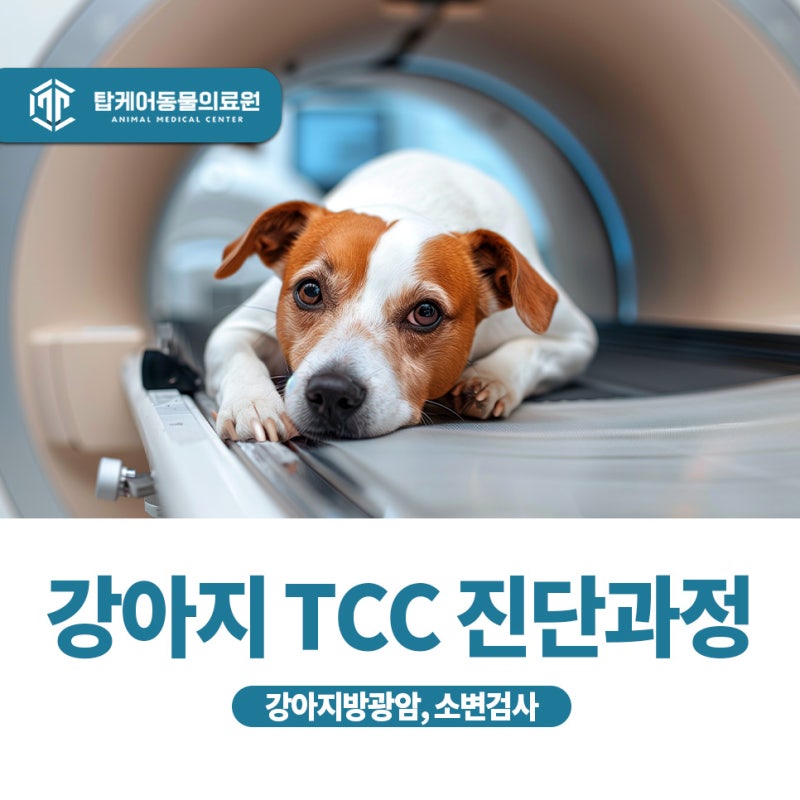 강아지 TCC 진단 과정,초음파·BRAF 검사·CT는 언제 필요할까요?