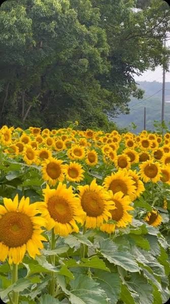 해바라기 사진 3