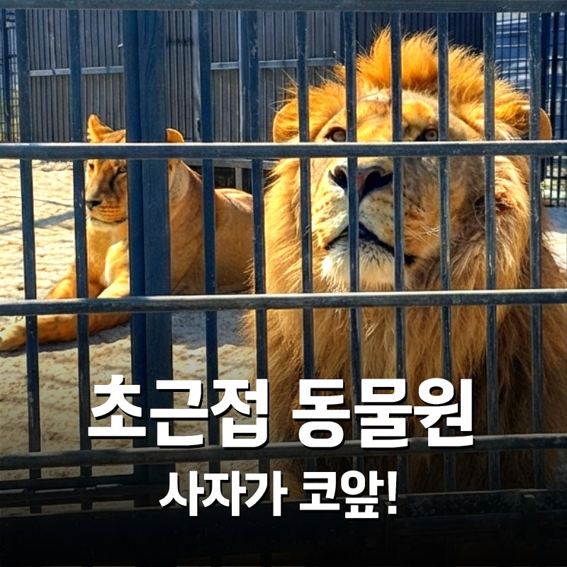 가평 가볼만한곳, 아침고요가족동물원 (입장료·체험·할인)