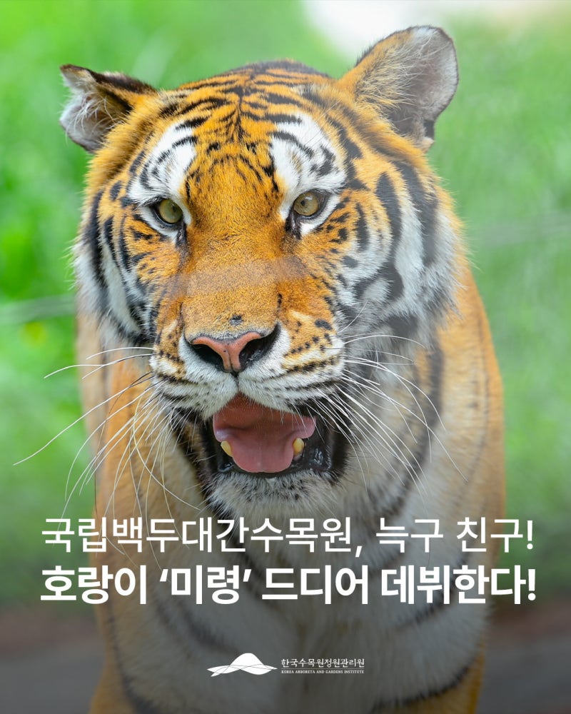 국립백두대간수목원의 새 식구, 백두산호랑이 '미령'을 소개합니다! 7월 25일 토요일 첫공개