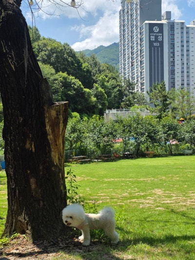 만덕대형카페 카프리초 부산애견카페 애견운동장 애견수영장 오픈