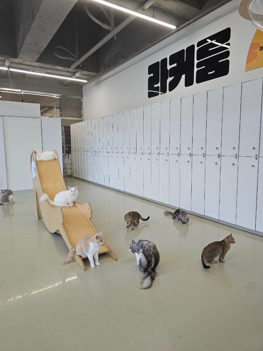쵸이캣 충북혁신점 사진 2