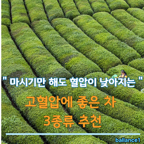 " 마시기만 해도 혈압이 낮아지는 " 고혈압에 좋은 차 3종류 추천