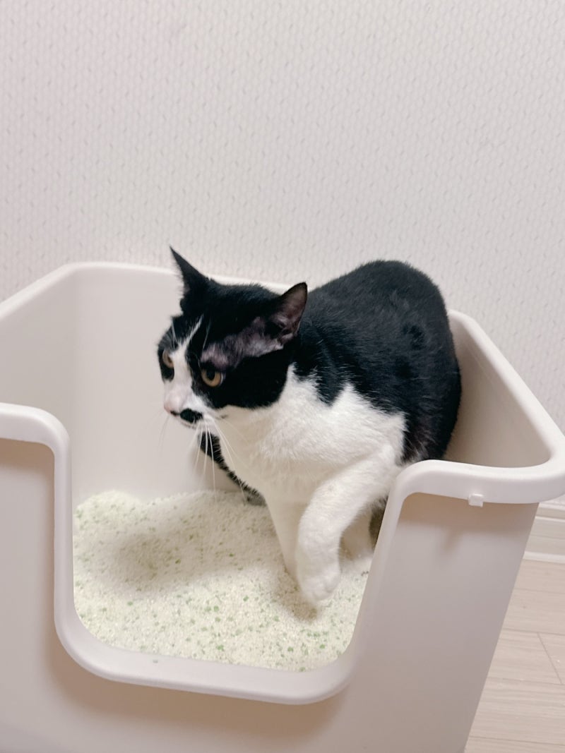 고양이 화장실 위치 선정이 중요한 이유 5가지