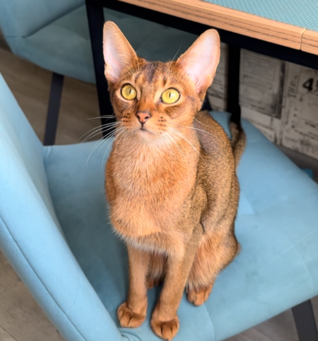 아비시니안 개냥이 고양이 성격 특징은?