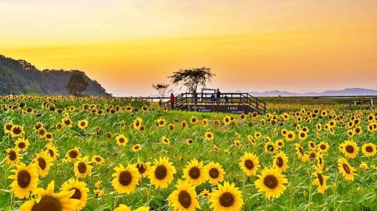해바라기 사진 4