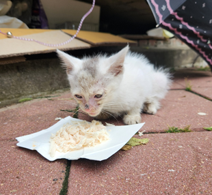 고양이 감기 증상 허피스 칼리시 차이점과 대처법은?