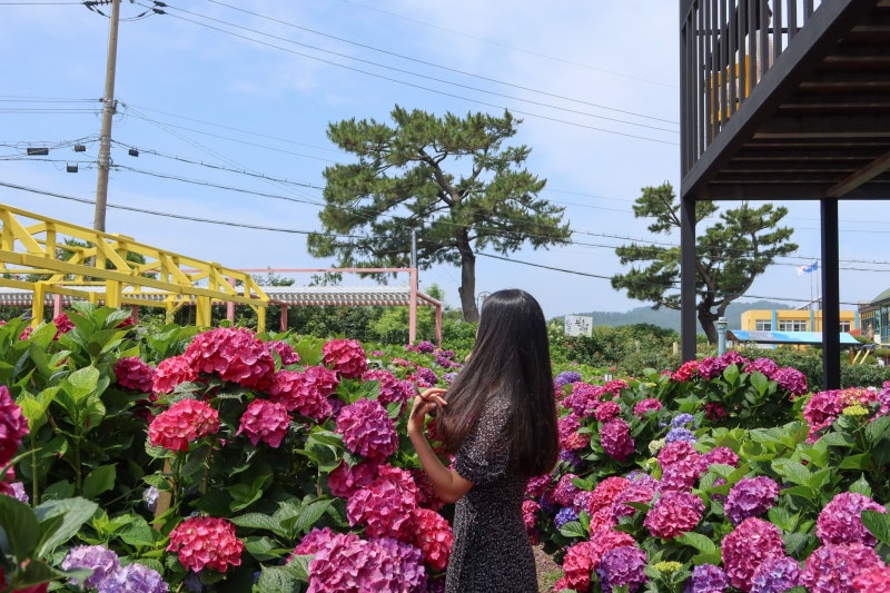 제주도 렌트카 가격 비교 할인꿀팁 완전자차 포함 국내여행 렌터카추천 후기