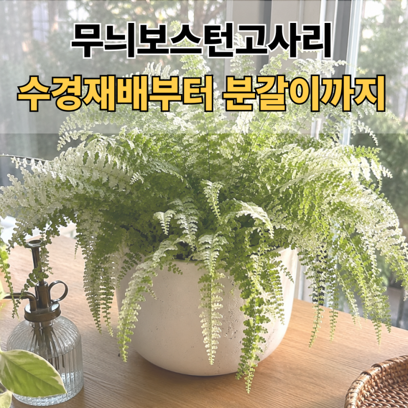 무늬보스턴고사리 키우기｜수경재배부터 분갈이 흙 배합까지 총정리