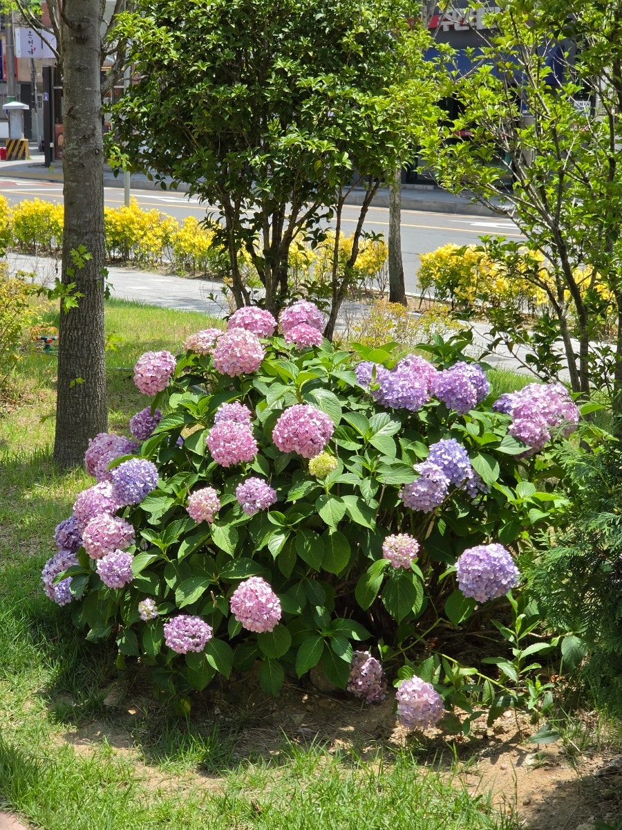 목향 사진 2