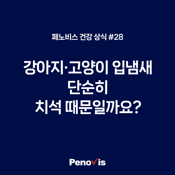강아지·고양이 입냄새, 치석 때문일까요? 먼저 확인할 것