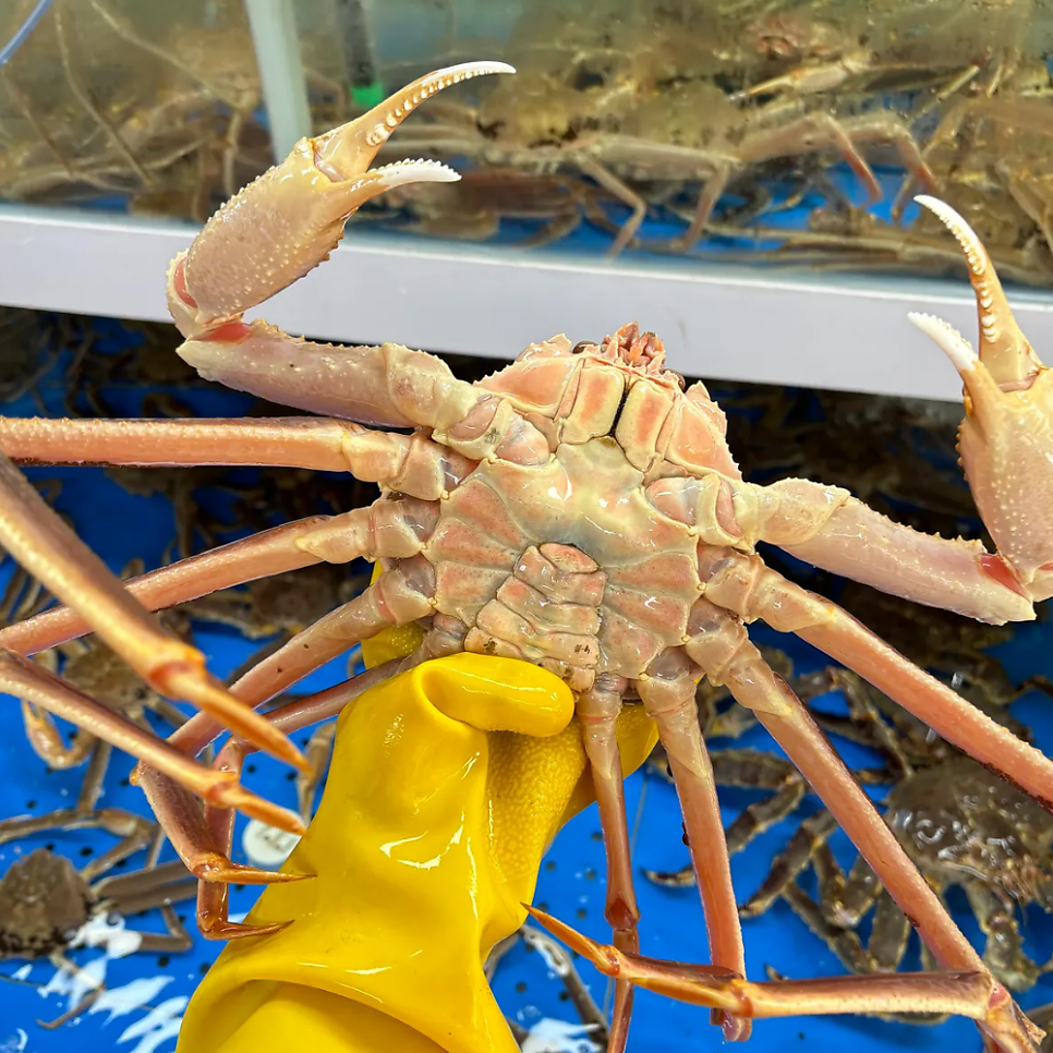 북평대게 사진 4