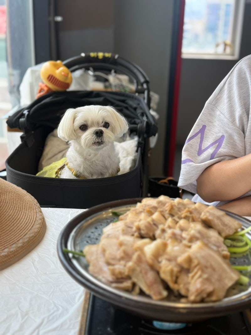 강릉애견동반 현지인맛집 고씨네동해막국수