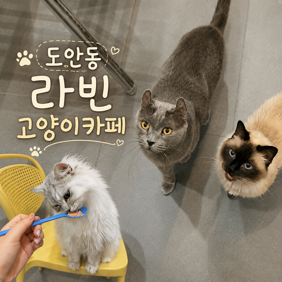 라빈 사진 2