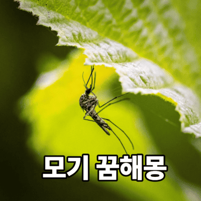 모기 잡는 꿈 모기 물리는 꿈에 대한 해석과 길몽 흉몽