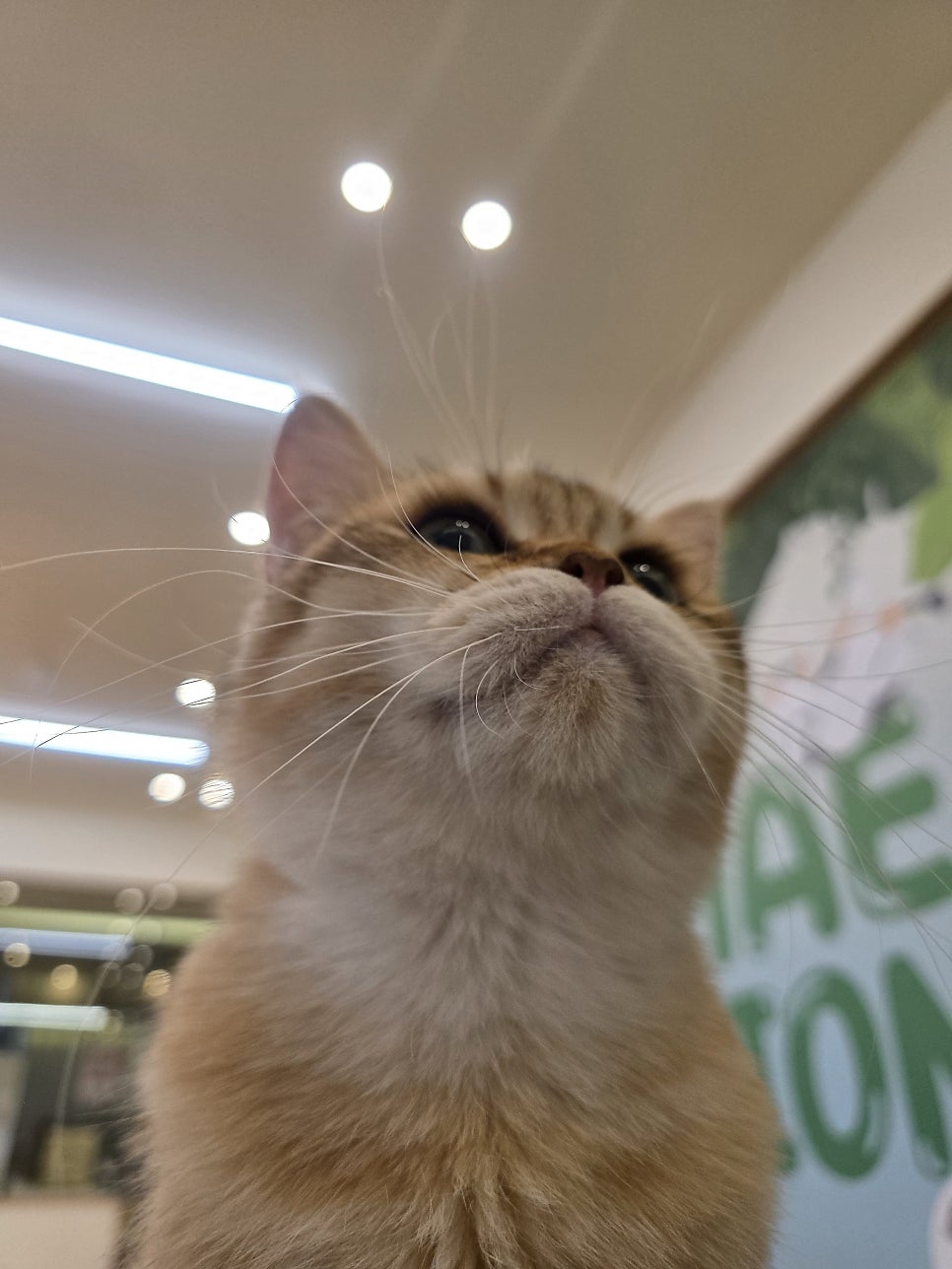 묘해저택 사진 3