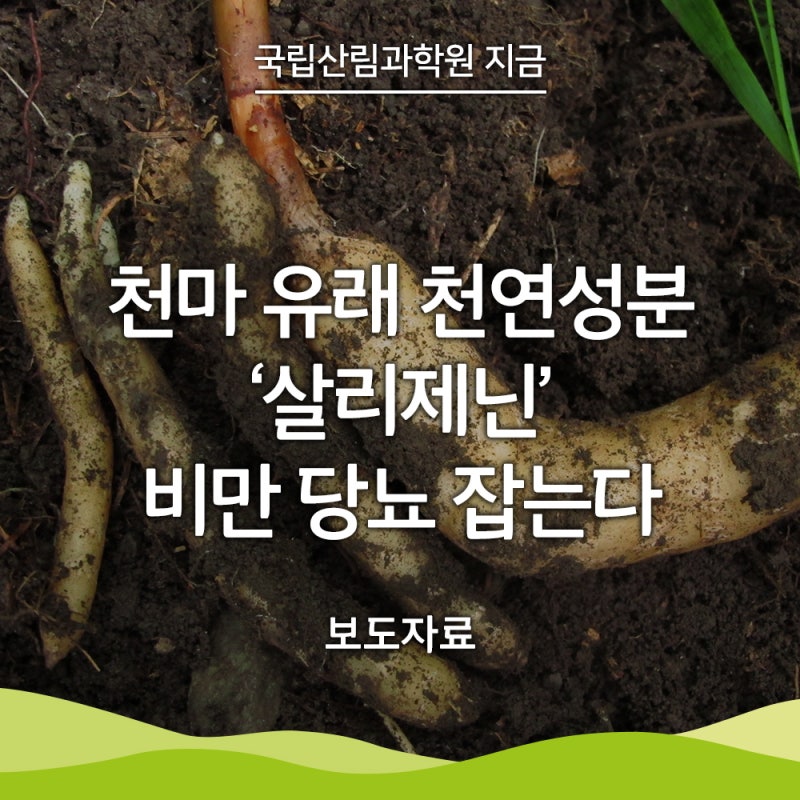 [국립산림과학원 지금] 천마 유래 천연성분 ‘살리제닌’ 비만으로 인한 당뇨 잡는다