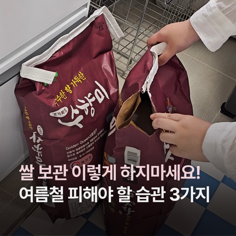 쌀보관법 이렇게 하면 벌레 생겨요! 여름철 절대 하지 말아야 할 습관